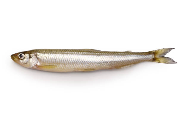 Seafood Frozen | Golden Seafood - Wholesale and retail